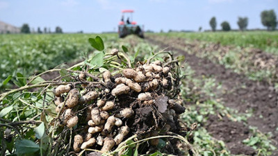 Yer fıstığı üreticisi yok olmak üzere! Osmaniye'de fıstığı maliyetine satıyorlar