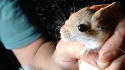 Kırmızı listedeydi, Tunceli’de ortaya çıktı! Arap tavşanı ilk kez böyle görüntülendi
