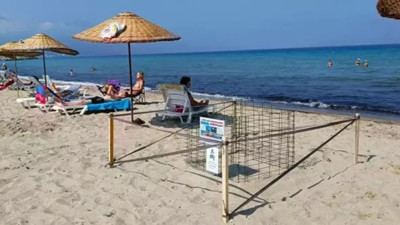 Yürüyüş yapanlar yavruları fark etti, hemen bildirdiler: 45 yavru sahilden denize ulaştı