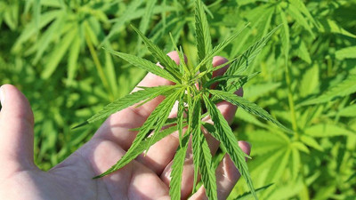 Sağlık Bakanı duyurdu: Tıbbi kenevir artık 15 hastalıkta reçeteyle kullanılacak