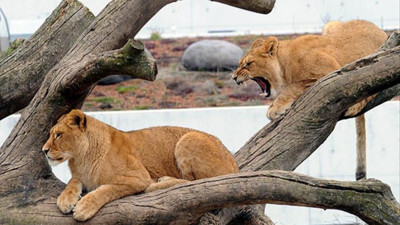 Hayvanat bahçesinden akıl almaz çağrı: Evcil hayvanınızı getirin, yırtıcılara yem yapalım
