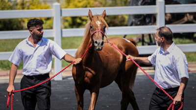 TİGEM’in tay satışında rekor: 51 taydan 27,7 milyon TL gelir elde edildi