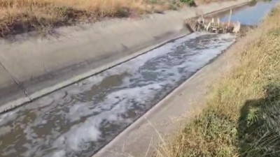 Amasya’da sulama kanalında korkutan manzara! Köpükler yükseldi, balık ölümleri başladı
