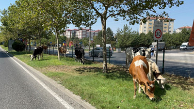 Trafikte sıra dışı anlar: Kaçak inekler şehir merkezine indi