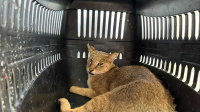 Bitkin halde bulundu! Soyu tükenme tehlikesindeki saz kedisi Aydın’da görüldü