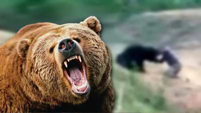 İnsanlara saldıran ayılar için kritik karar: Avlanacak mı?