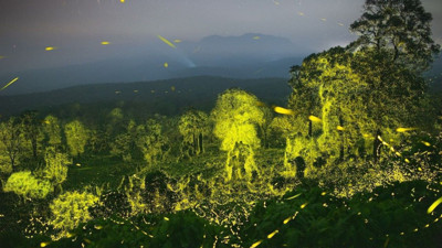 Geceyi gündüze çevirdiler: Milyonlarca ateşböceği aynı anda parladı
