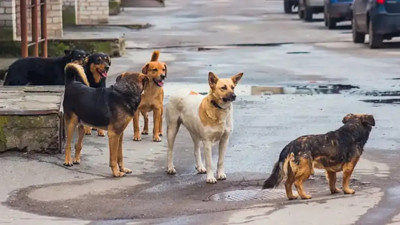 Diyarbakır’da sokak köpekleri dehşeti: 9 yaşındaki çocuk komşuların yardımıyla kurtarıldı