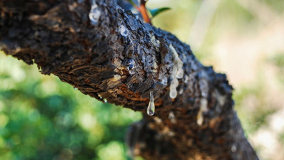Kilogramı 20 bin lira! Türkiye’de sayısı 15 yılda 100 binden fazla arttı