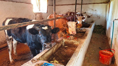 Şap hastalığı: O ilçe karantinaya alındı