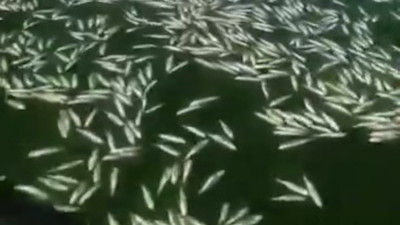 Sır Barajı’nda on binlerce balık telef oldu!