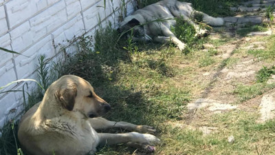 Ankara’da “hastalık taşıyan köpekler” davasında karar çıktı!