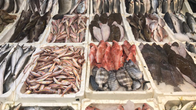 Hataylı balıkçılar sorunlarla boğuşuyor