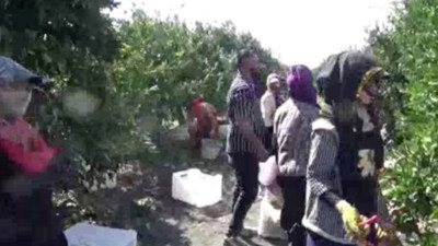 Tarım işçileri yevmiyede uzlaştı! Ancak barınma ve geçim mücadelesi sürüyor