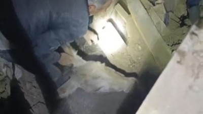 Sındırgı'da enkaz altında kalan eşek canlı kurtarıldı