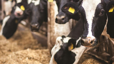 Tarım ve Orman Bakanlığı duyurdu: Şap hastalığı kontrol altına alındı