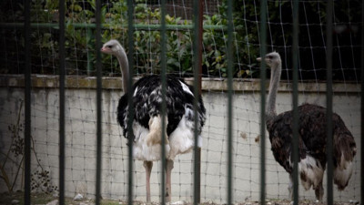 Kuş gribi alarmı! Riskli bölgelerde kümes hayvanları kapatılıyor