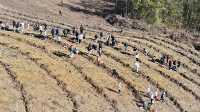 Milli Ağaçlandırma Günü’nde Türkiye yeşile büründü! Milyonlarca fidan toprakla buluştu