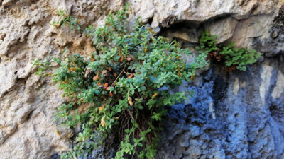 Malatya’da mucize keşif! Endemik bitki, sarı kantarondan daha güçlü çıktı
