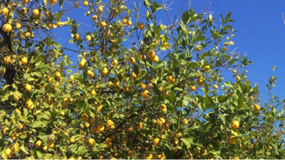 Hatay'da narenciye dalında kaldı: Çiftçi maliyetini karşılayamıyor