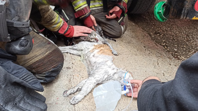 Yangında dumandan etkilenen kediler kalp masajıyla hayata döndürüldü