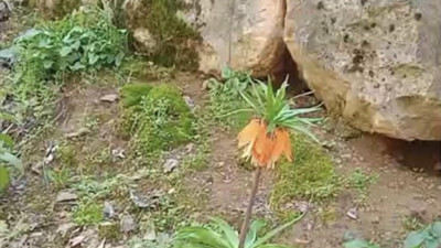 Sakın dokunmayın, bedeli bir servet!