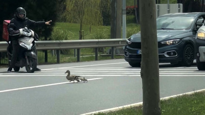 İstanbul trafiğinde yürek ısıtan an! Ördek ailesi için trafiği durdurdu