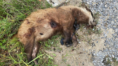 Nesli tehlikedeki Avrupa porsuğu Aydın'da silahla vurularak öldürüldü