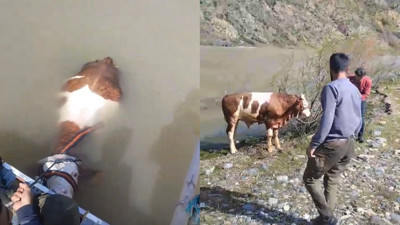 Bu kez balık değil tosun tuttular! Elazığ'da şaşkına çeviren anlar