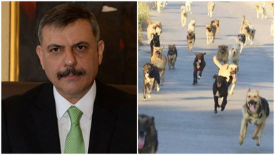 Bakan Çiftçi'den 9 valiye 'sokak köpeği' talimatı: "Eylül-ekim" işaret edildi