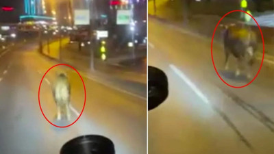 Kaçan kurbanlık dana kendini E-5'e attı! Trafikte tehlikeli kovalamaca...