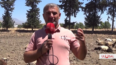 Hatay'da hayvancılık alarm veriyor: Meralar daraldı, maliyetler arttı, üretici çıkış yolu arıyor