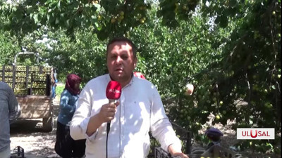 Hatay'da kayısı mesaisi tüm hızıyla sürüyor: Tadı başka, bakımı zor