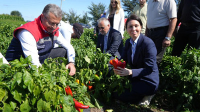 Bu ürün yılda 4 milyar TL kazandırıyor! “Kırmızı altın”da hasat başladı