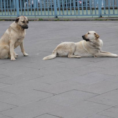 İstanbul’da sokak köpeği beslemek yasaklandı!