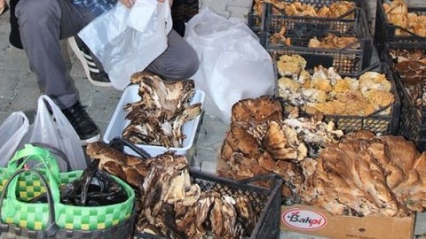 Mantar satan aile yedikleri mantardan zehirlendi