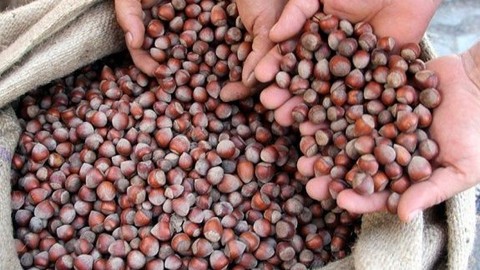 Fındıkta hasar tespitinde sona yaklaşıldı