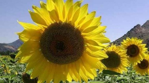 TZOB ayçiçek yeterliliğinin artması için teşvik talep etti