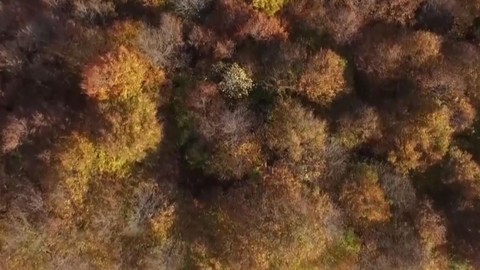 Ormanlar, güz renkleriyle doyumsuz manzaralar sunuyor