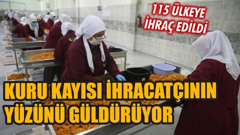 Kuru kayısı ihracatçının yüzünü güldürüyor