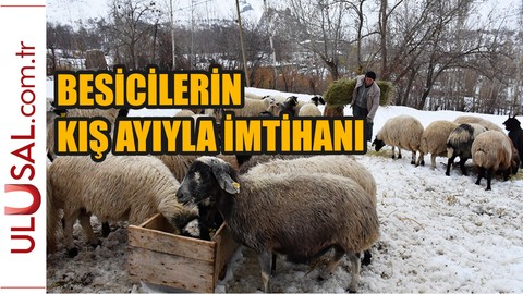 Hakkari'deki besicilerin kış ayıyla imtihanı başladı