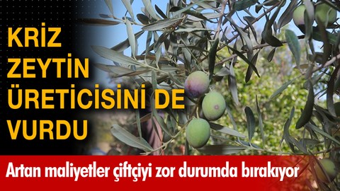 Kriz zeytin üreticisini de vurdu!