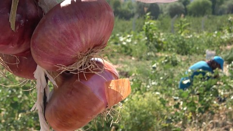 Geçmişi bir asır öncesine dayanıyor! Kılıçlar soğanında hasat başladı