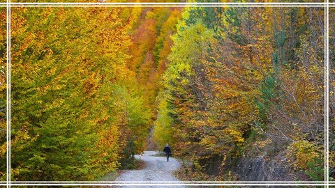 Kastamonu Ormanları Sonbahar Sarısına Büründü