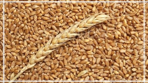 Adana Ticaret Borsası: Pamuğunun Kilogramı 44 Liradan Satıldı!