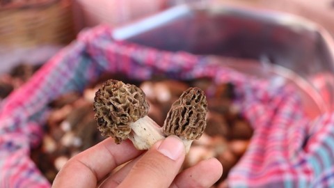 Fethiye Dastar ve Kuzugöbeği Mantar Festivali! Kuzugöbeği mantarı 1500 liradan alıcı buldu