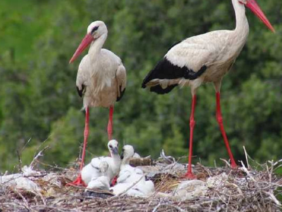 Leylek eti yenir mi!