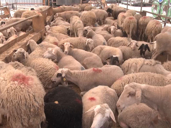 Kurban Bayramı hazırlıkları sürüyor!