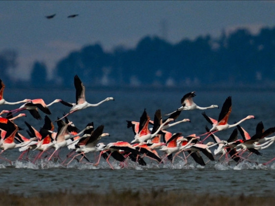 Doğu Akdeniz'deki sulak alanlar 70 türde 300 binden fazla su kuşunu misafir ediyor
