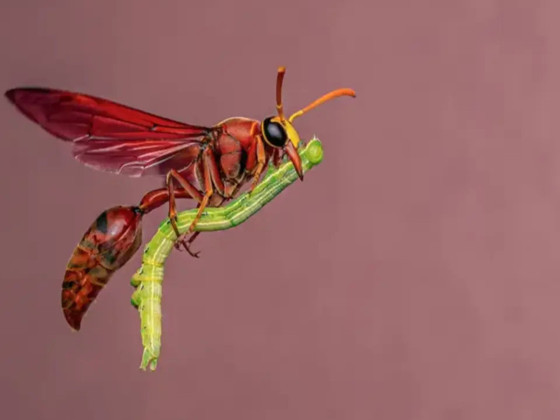 Yılın vahşi hayat fotoğrafları ortaya çıktı